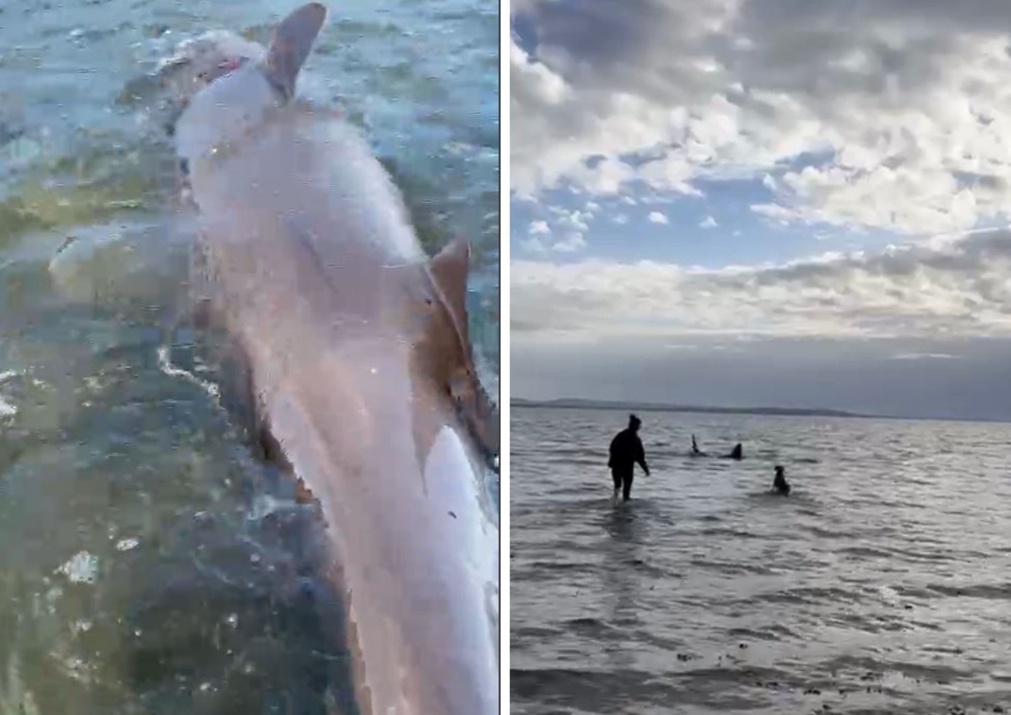 Hampshire mum rescues six foot stricken shark from Lepe Beach
